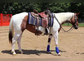 American Paint Horse, Stute, 7 Jahre, Schecke