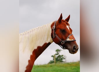 American Paint Horse, Stute, 7 Jahre, Schecke