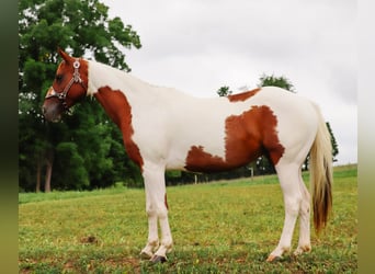 American Paint Horse, Stute, 7 Jahre, Schecke