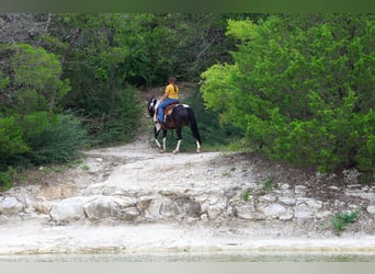 American Paint Horse, Stute, 8 Jahre, 142 cm, Schecke