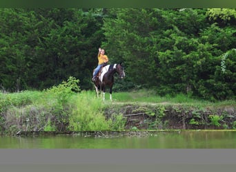 American Paint Horse, Stute, 8 Jahre, 142 cm, Schecke
