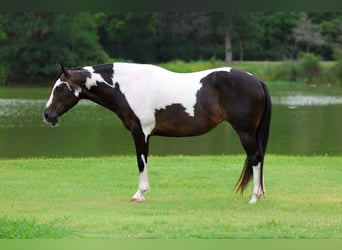 American Paint Horse, Stute, 8 Jahre, 142 cm, Schecke