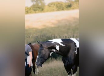 American Paint Horse, Stute, 8 Jahre, 145 cm, Tobiano-alle-Farben