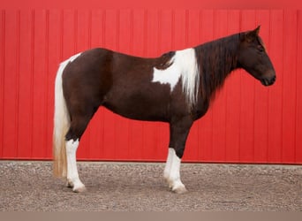 American Paint Horse, Stute, 8 Jahre, 147 cm, Tobiano-alle-Farben