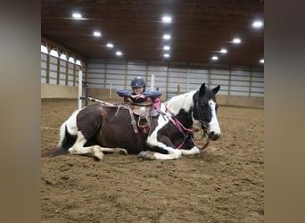 American Paint Horse, Stute, 8 Jahre, 147 cm