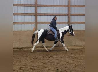 American Paint Horse, Stute, 8 Jahre, 147 cm