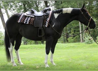 American Paint Horse, Stute, 8 Jahre, 148 cm, Tobiano-alle-Farben