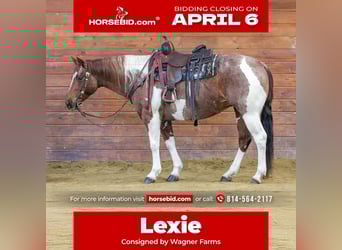 American Paint Horse, Stute, 8 Jahre, 150 cm, Schecke