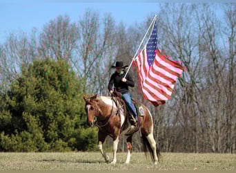 American Paint Horse, Stute, 8 Jahre, 150 cm, Schecke