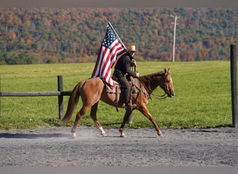 American Paint Horse, Stute, 8 Jahre, 152 cm, Red Dun