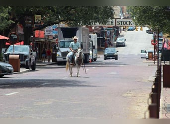 American Paint Horse, Stute, 8 Jahre, 152 cm, Tobiano-alle-Farben