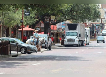 American Paint Horse, Stute, 8 Jahre, 152 cm, Tobiano-alle-Farben