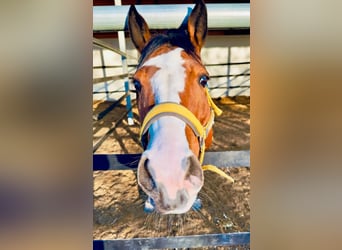 American Paint Horse, Stute, 8 Jahre, 154 cm, Overo-alle-Farben