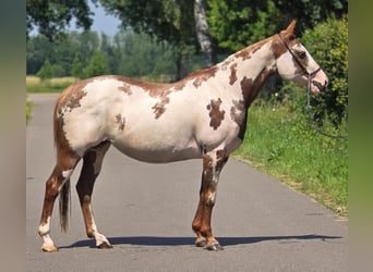American Paint Horse, Stute, 8 Jahre, 155 cm, Overo-alle-Farben