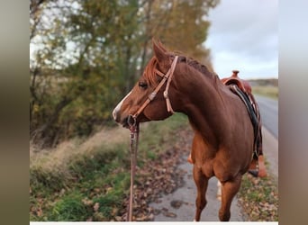 American Paint Horse, Stute, 8 Jahre, 157 cm, Fuchs