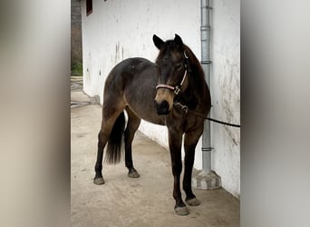 American Paint Horse, Stute, 8 Jahre, Buckskin