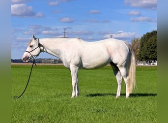 American Paint Horse, Stute, 8 Jahre, Schimmel