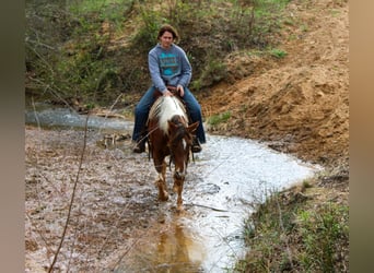 American Paint Horse, Stute, 9 Jahre, 150 cm, Tobiano-alle-Farben