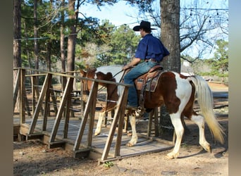American Paint Horse, Stute, 9 Jahre, 150 cm, Tobiano-alle-Farben