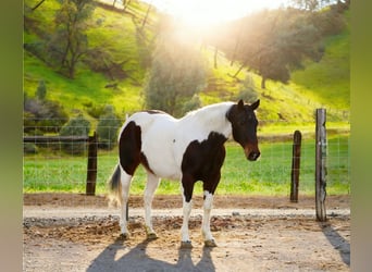 American Paint Horse, Stute, 9 Jahre, 150 cm, Tobiano-alle-Farben