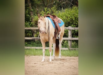 American Paint Horse, Stute, 9 Jahre, 155 cm, Champagne