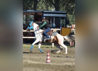 American Paint Horse, Stute, 9 Jahre, 156 cm, Tobiano-alle-Farben