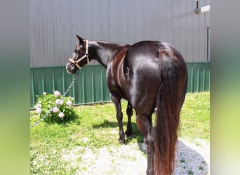 American Paint Horse, Stute, 9 Jahre, 157 cm, Rappe