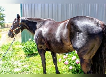 American Paint Horse, Stute, 9 Jahre, 157 cm, Rappe