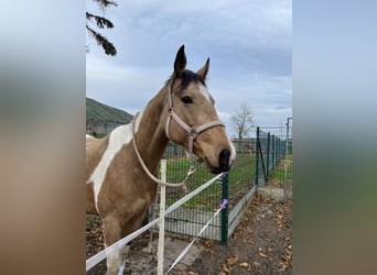 American Paint Horse, Stute, 9 Jahre, 170 cm, Palomino