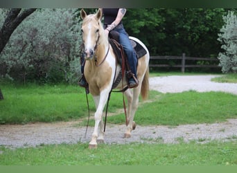 American Paint Horse, Stute, 9 Jahre, Palomino