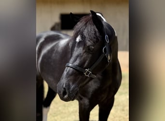 American Paint Horse Mix, Stute, 9 Jahre, Schecke