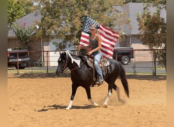 American Paint Horse Mix, Stute, 9 Jahre, Schecke