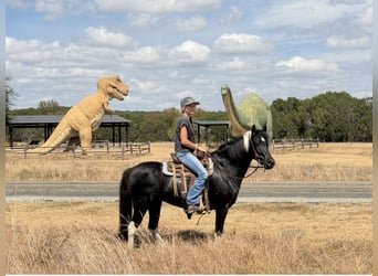 American Paint Horse Mix, Stute, 9 Jahre, Schecke