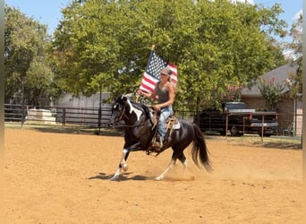 American Paint Horse Mix, Stute, 9 Jahre, Schecke
