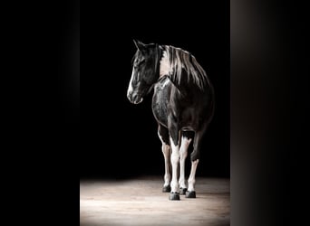 American Paint Horse, Stute, 9 Jahre, Tobiano-alle-Farben