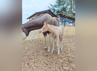 American Paint Horse, Stute, Fohlen (04/2026), 148 cm, Palomino