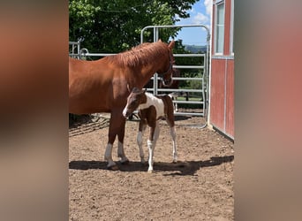 American Paint Horse, Stute, Fohlen (05/2026), 148 cm, Tobiano-alle-Farben