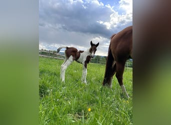 American Paint Horse, Stute, Fohlen (05/2026), 148 cm, Tobiano-alle-Farben