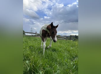 American Paint Horse, Stute, Fohlen (05/2026), 148 cm, Tobiano-alle-Farben
