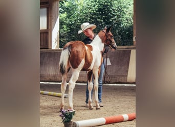 American Paint Horse, Stute, Fohlen (05/2026), 148 cm, Tobiano-alle-Farben