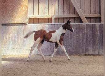 American Paint Horse, Stute, Fohlen (05/2026), 148 cm, Tobiano-alle-Farben