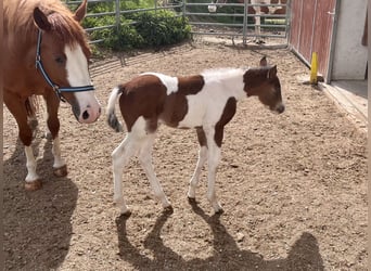 American Paint Horse, Stute, Fohlen (05/2026), 148 cm, Tobiano-alle-Farben