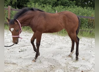 American Paint Horse, Stute, Fohlen (03/2026), 150 cm, Brauner