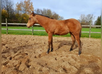 American Paint Horse, Stute, Fohlen (05/2025), 150 cm, Buckskin