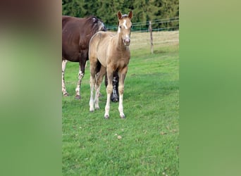American Paint Horse, Stute, Fohlen (05/2025), 150 cm, Champagne