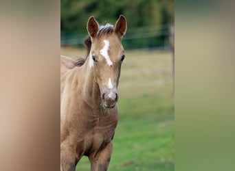 American Paint Horse, Stute, Fohlen (05/2025), 150 cm, Champagne