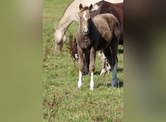 American Paint Horse, Stute, Fohlen (05/2025), 150 cm, Champagne