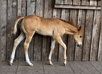 American Paint Horse, Stute, Fohlen (05/2026), 150 cm, Dunkelfuchs