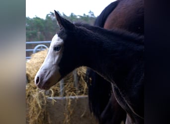 American Paint Horse, Stute, Fohlen (03/2026), 150 cm, Overo-alle-Farben