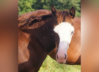 American Paint Horse, Stute, Fohlen (03/2026), 150 cm, Overo-alle-Farben